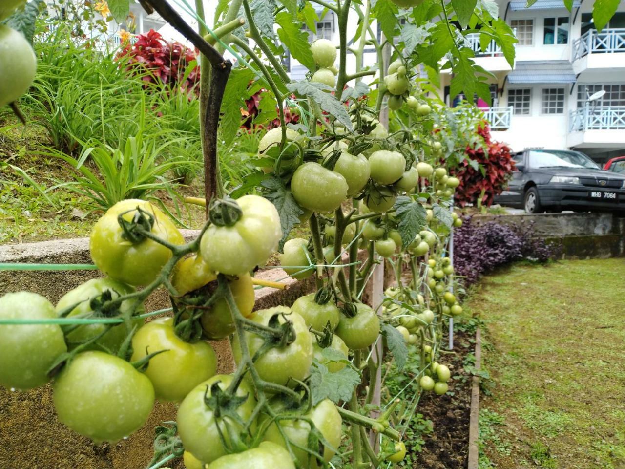 Appartamento Desa Anthurium Cameron Highlands Esterno foto